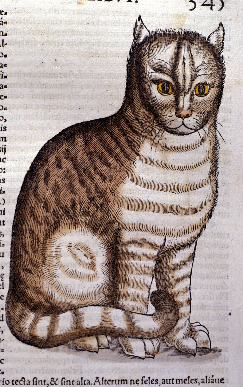 Conrad Gesnerin kissa Historia Animaliumin mukaan, Tiguri 1560. Biblioteca nazionale Braidense. Milano tekijältä Unknown artist