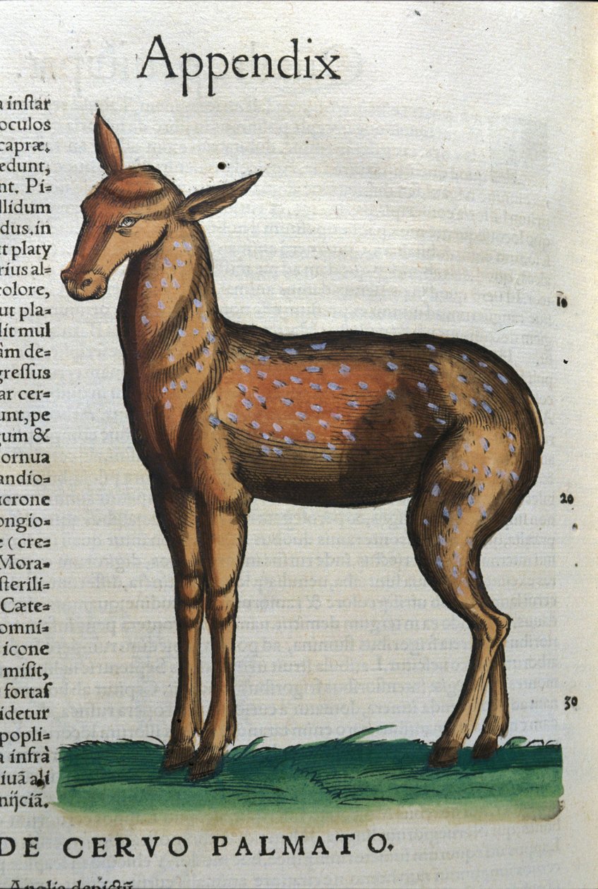 Hirvi (antilooppi?) Historia Animaliumissa, kirjoittanut Conrad Gesner (1516 - 1565), Tiguri tekijältä Unknown artist