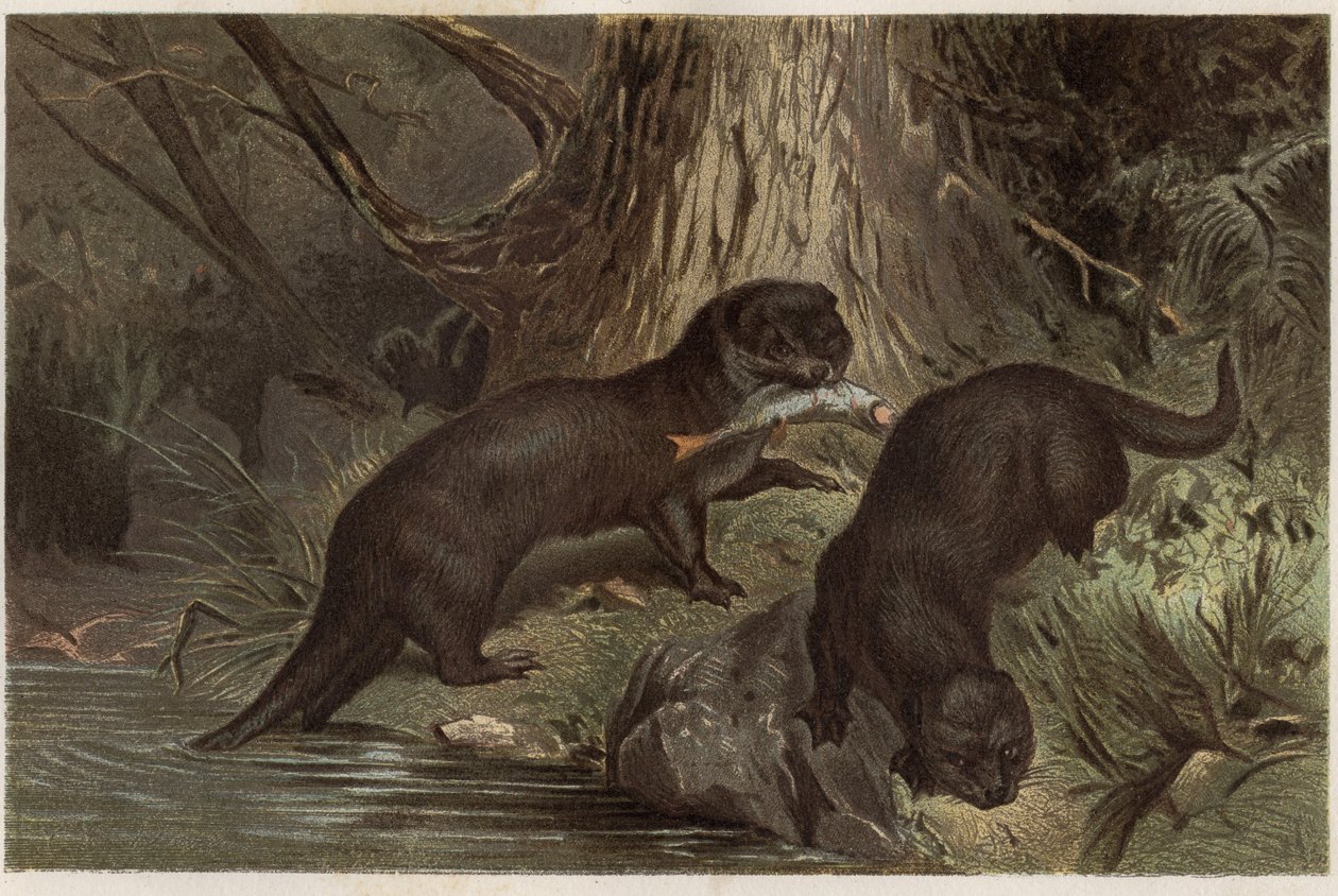 Chilen saukko - Eteläinen jokisaukko, Lontra provocax - kaiverrus Alfred Edmund Brehmin (1829-1884) "" Brehmin elämästä eläinten elämästä" tekijältä Unknown artist