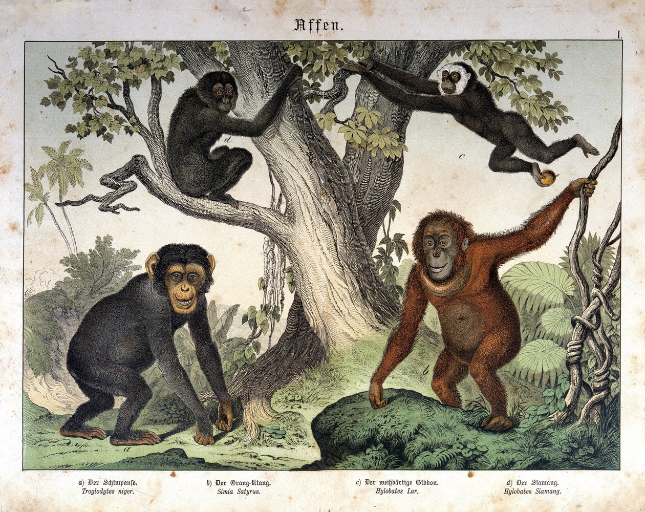 Simpanssi apinat, orang utan (orang-utan, orang-utan, orang-utang)... - julkaisussa “” Natural History of Mammals”, toim. Schreiber, München tekijältä Unknown artist