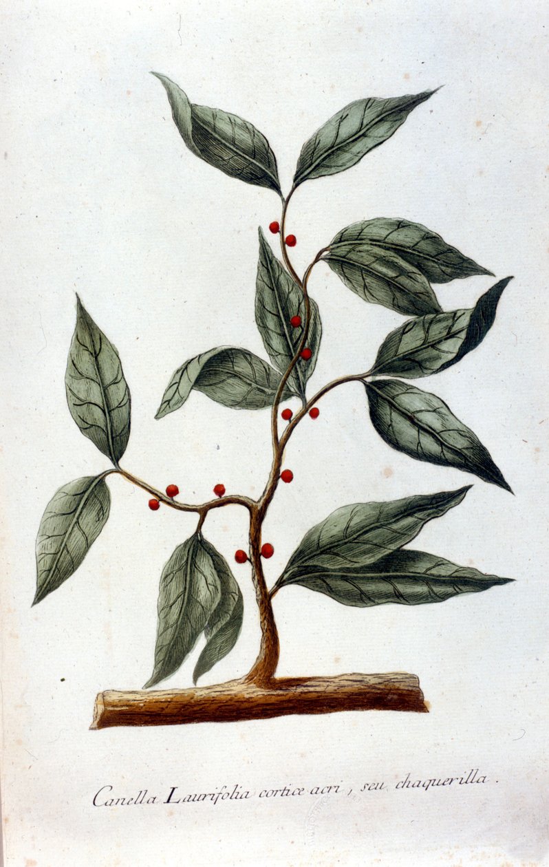 Kaneli. 1800-luvun herbaario. tekijältä Unknown artist