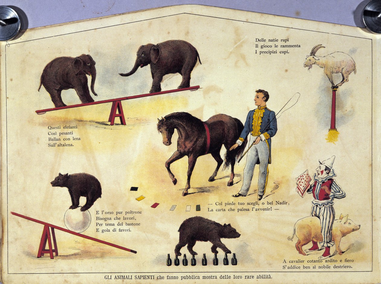 Sirkus: taulu, joka edustaa erilaisia oppineiden eläinten esityksiä, joissa esiintyy norsuja, vuohia, karhuja, hevosia ja sikaa. Kuva 1800-luvulta tekijältä Unknown artist