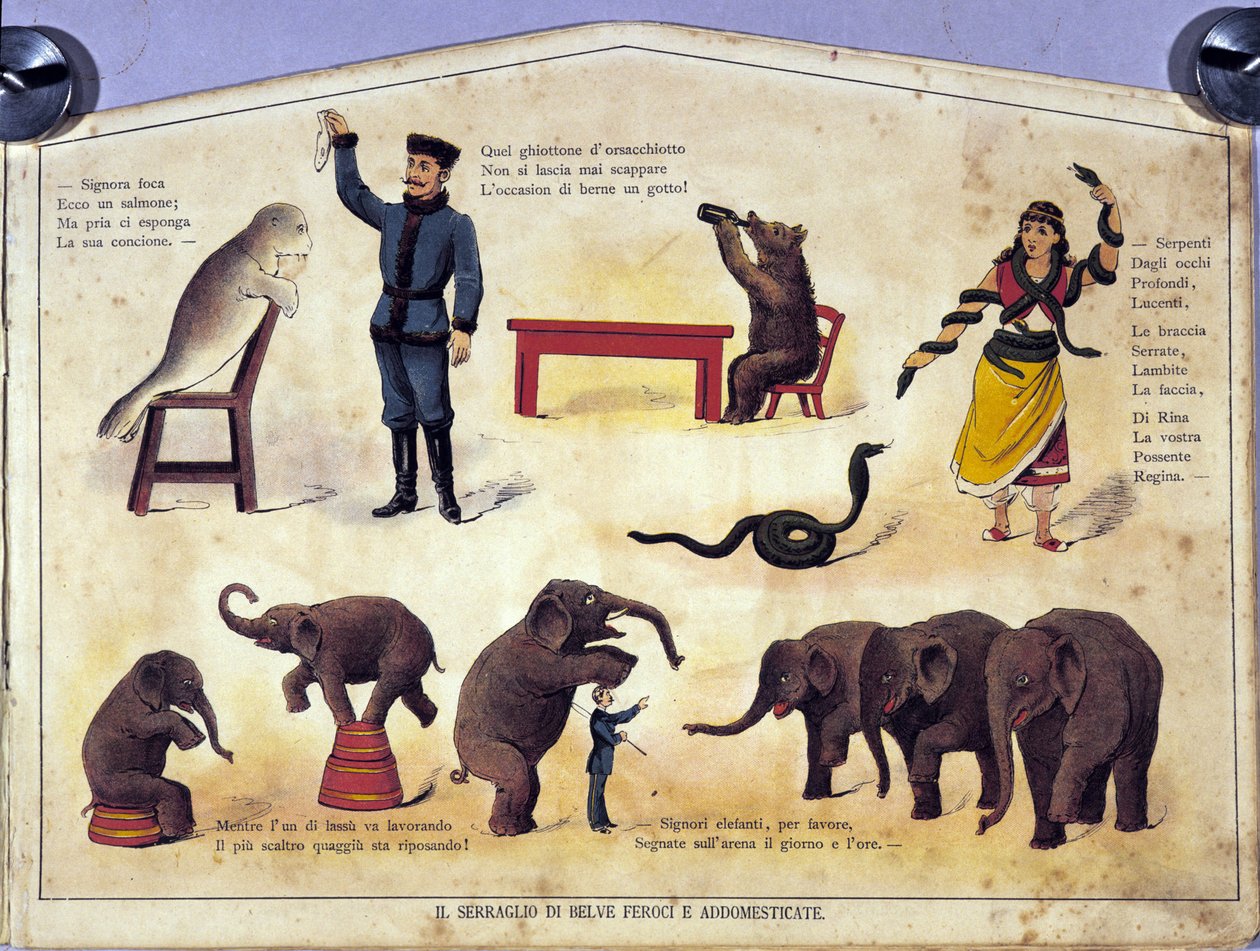Sirkus: taulu, joka edustaa erilaisia oppineiden eläinten esityksiä, joissa esiintyy hylkeitä, norsuja, karhuja, käärmeitä. Kuva 1800-luvulta tekijältä Unknown artist