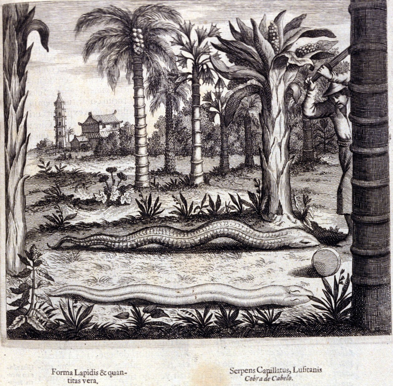 Kobra ja myrkyllinen käärme Intiasta. Athanasius Kircherin (1601 - 1680), jesuiitta, orientalisti ja saksalainen tutkija, "De China Monumenta", Amsterdam 1667. tekijältä Unknown artist