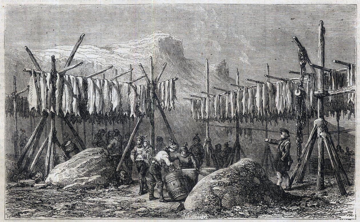 Turskan kuivaus Fiskernessissä Grönlannissa - Turskan kuivaus Fiskernessissä Grönlannissa Kaiverrus "" The Illustrous Universe" -kirjasta" 1866 tekijältä Unknown artist