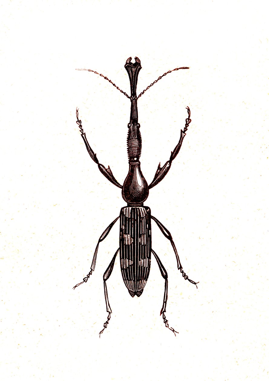 Coleoptera: Brenthus Temminchii tekijältä Unknown artist