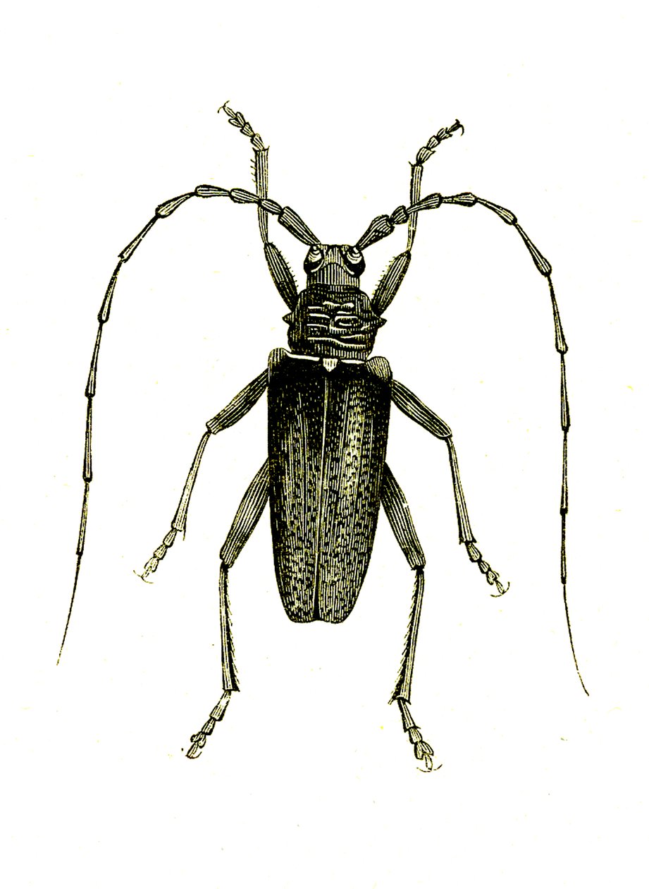 Coleoptera: Cerambyx heros tekijältä Unknown artist