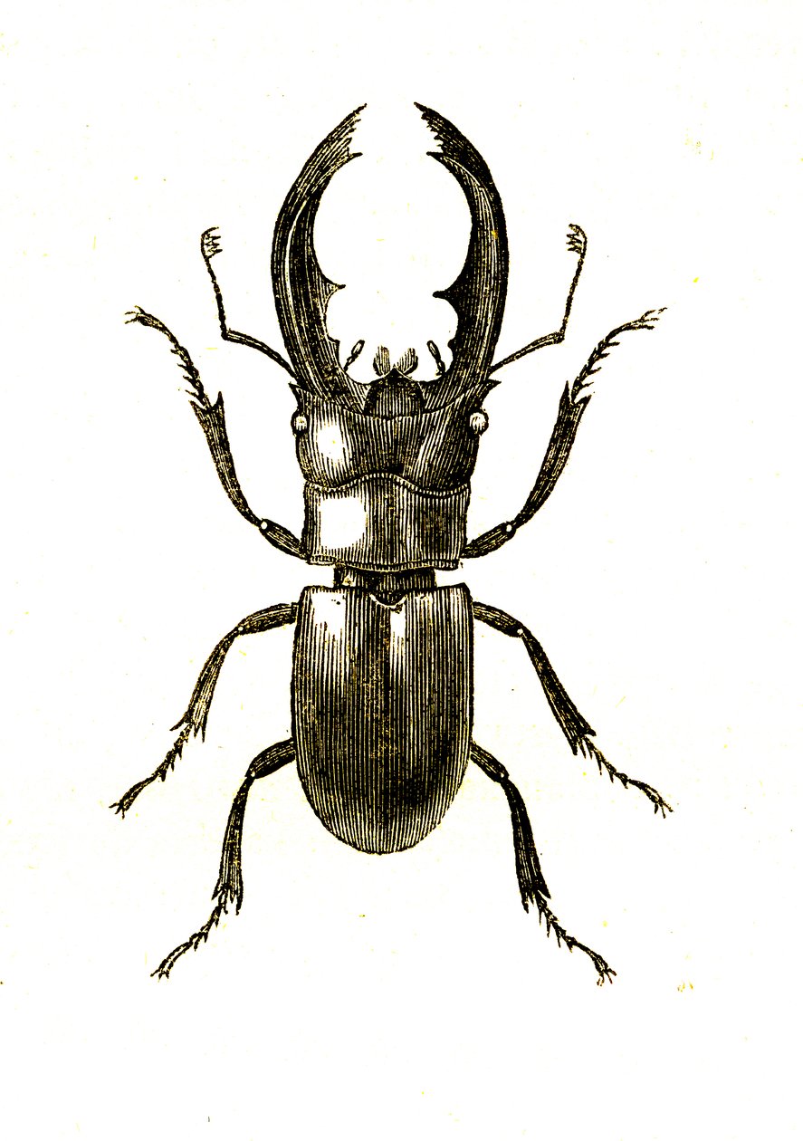 Coleoptera: Hexarthius Buqueti tai Lucanus tekijältä Unknown artist