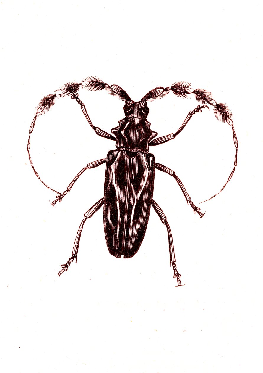 Coleoptera: Lophocerus barbatus tekijältä Unknown artist