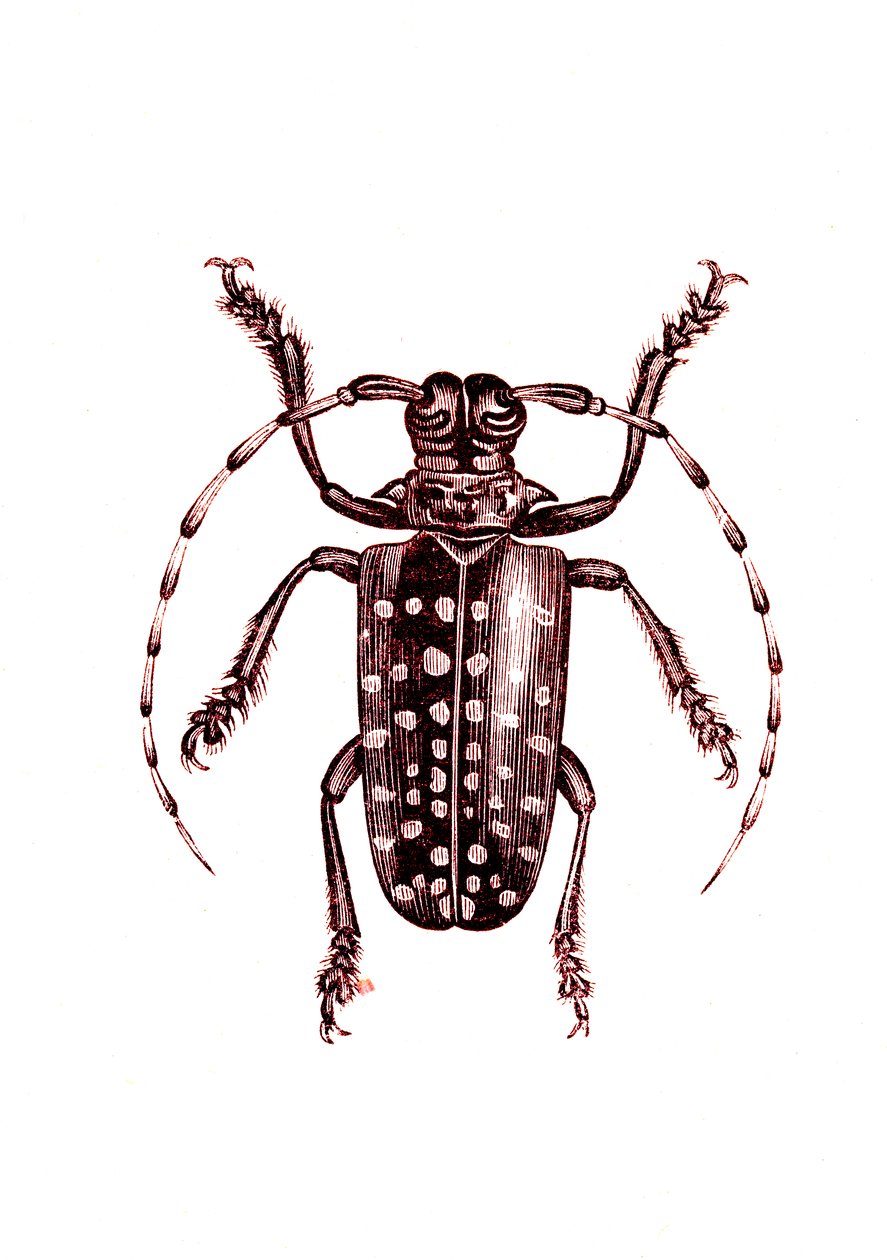 Coleoptera: Ophoptera Tollii tekijältä Unknown artist