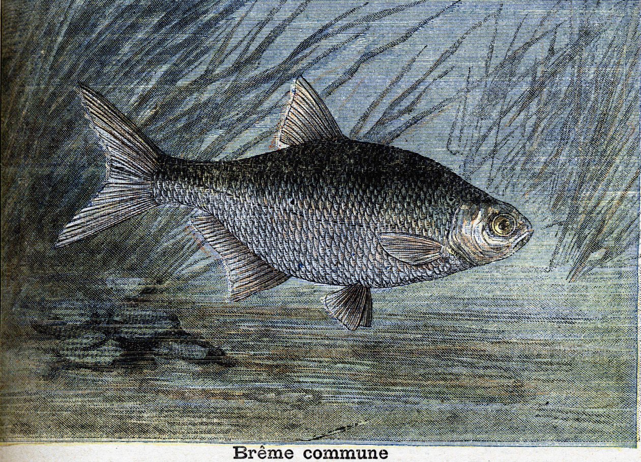 Tavallinen Breme. Kaiverrus vuodelta 1897 tekijältä Unknown artist