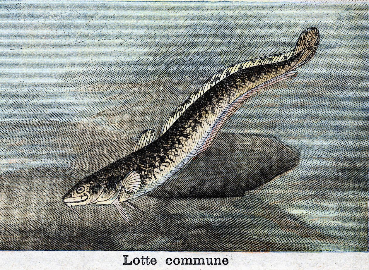 Tavallinen Lotte-kaiverrus vuodelta 1898 tekijältä Unknown artist