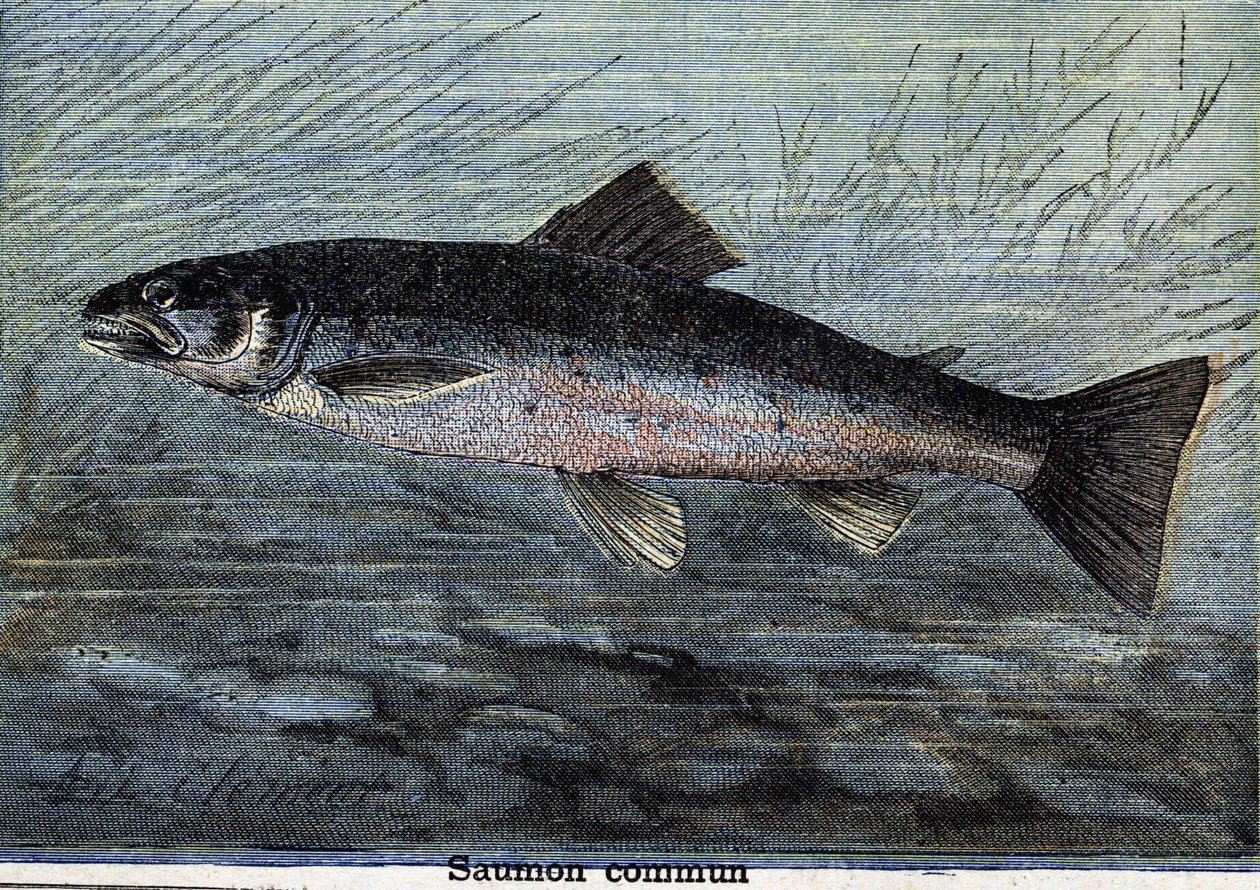 Tavallinen lohi. Kaiverrus vuodelta 1897 tekijältä Unknown artist