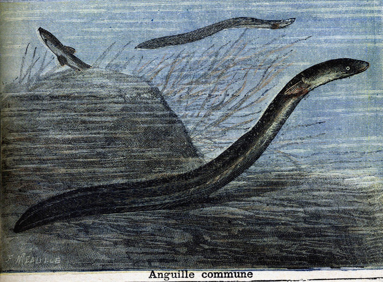 Tavallinen ankerias. Kaiverrus vuodelta 1897 tekijältä Unknown artist