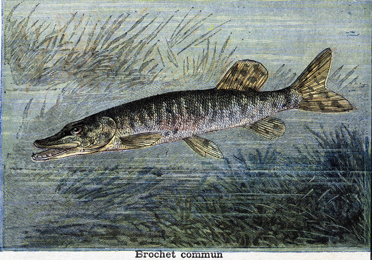 Tavallinen hauki. Kaiverrus vuodelta 1897 tekijältä Unknown artist