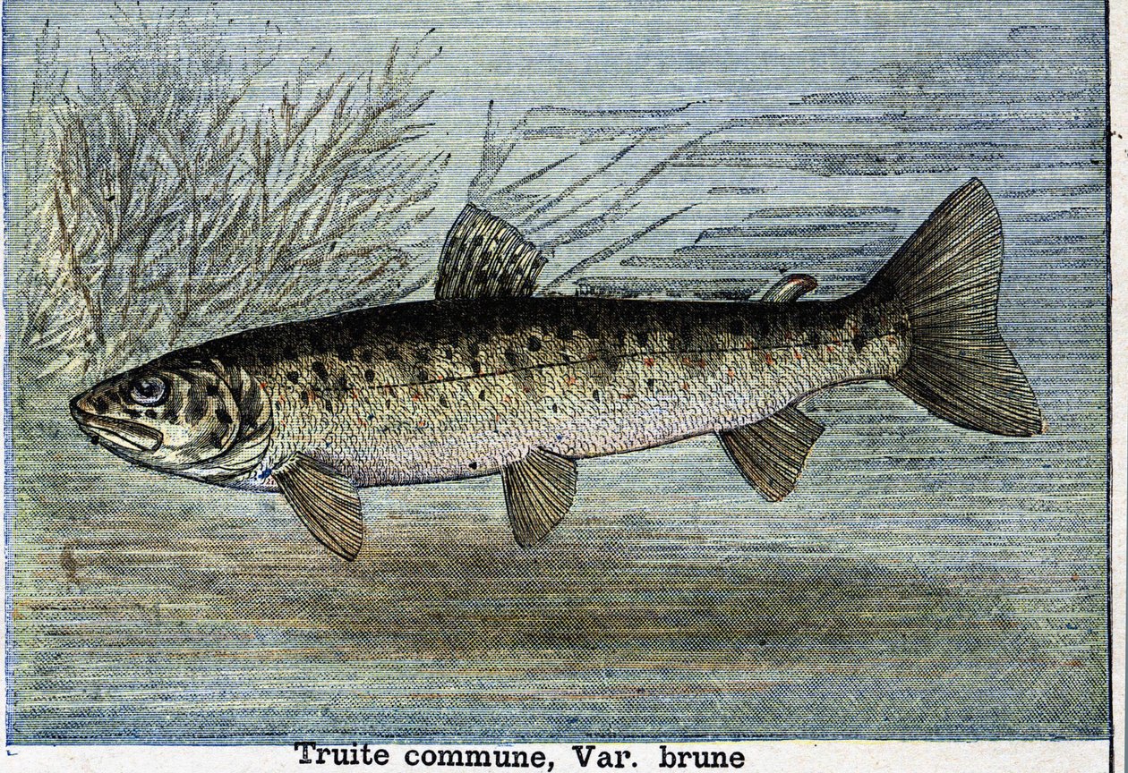 Tavallinen taimen. Kaiverrus vuodelta 1897 tekijältä Unknown artist