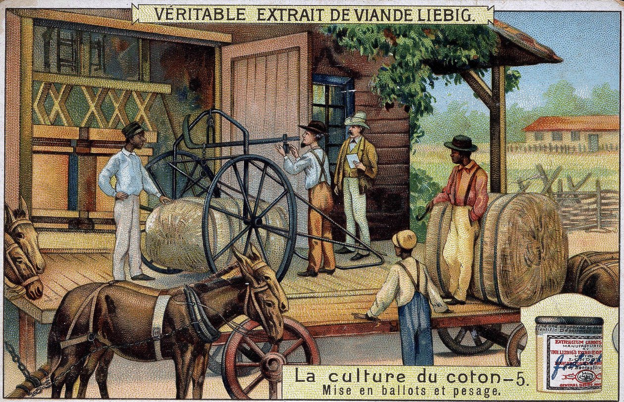 Puuvillan viljely: Paalit ja punnitus (USA) Liebig-kromolitografia 1800-luvulta tekijältä Unknown artist