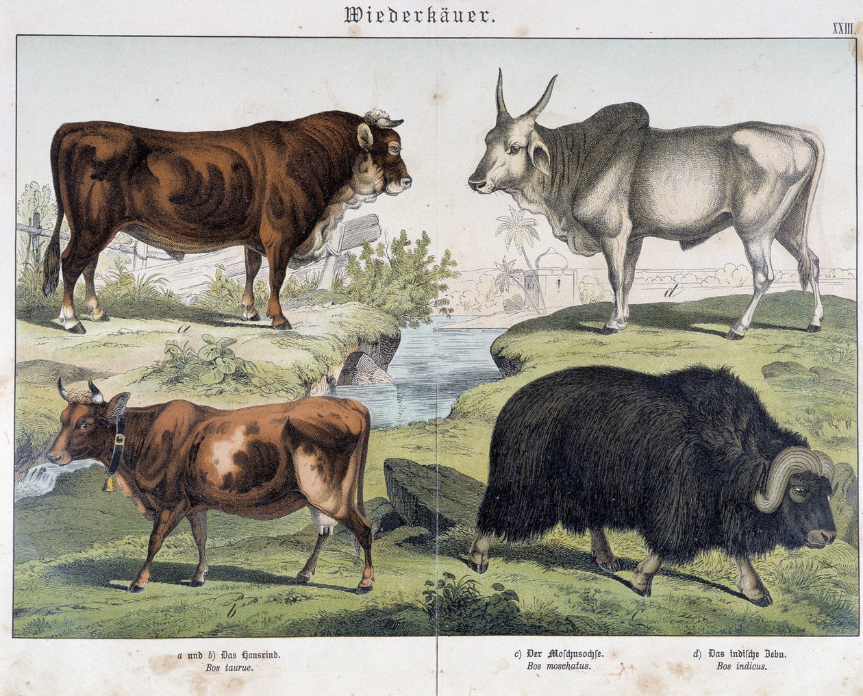 Lehmä, naudanliha, jack - julkaisussa "" Natural History of Mammals", toim. Schreiber tekijältä Unknown artist