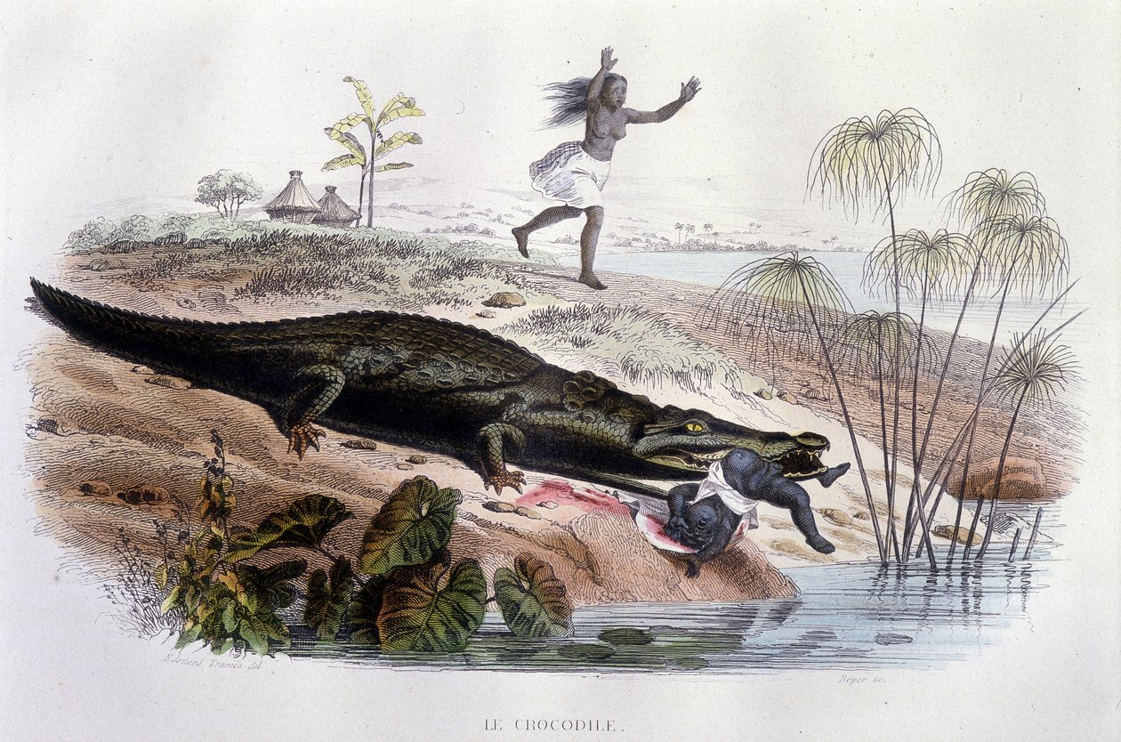 Krokotiili syö pientä lasta - Lacépèden "Histoire Naturelle", toim. Veurne, Pariisi tekijältä Unknown artist