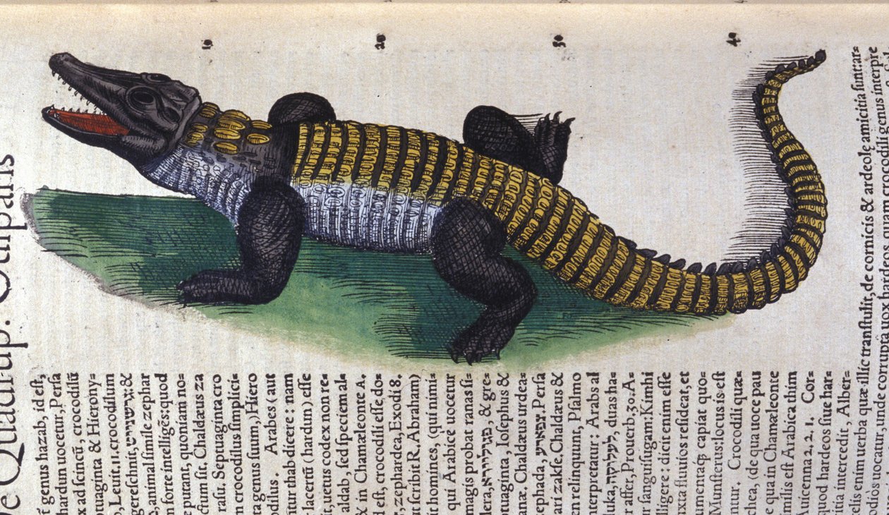 Krokotiili. teoksessa Historia Animalium, kirjoittanut Conrad Gesner (1516 - 1565), Tiguri tekijältä Unknown artist
