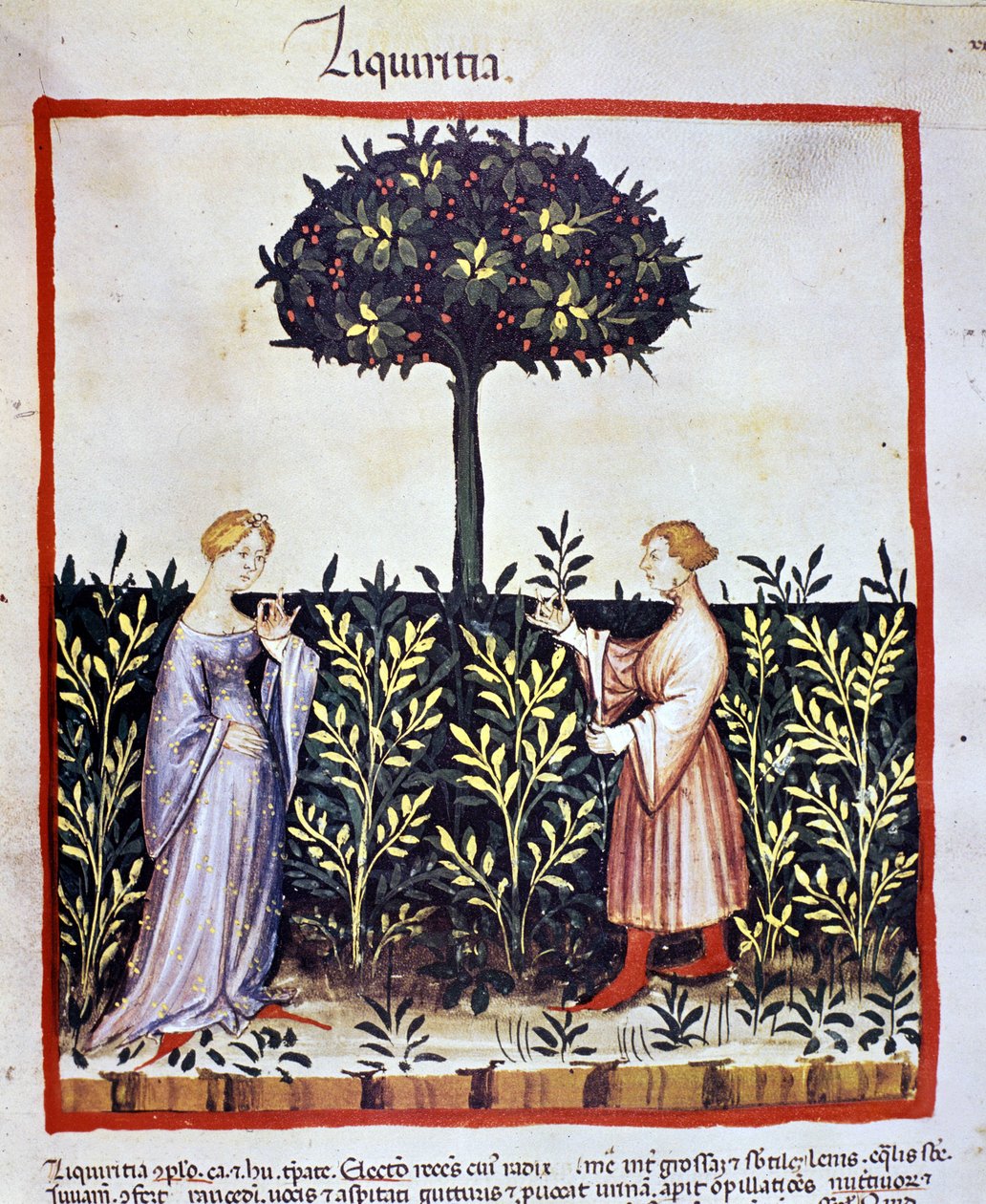 Lääkekasvin viljely: lakritsin (puu tai juuri) korjuu. Valaistus lääketieteen ja dietetiikan lypsystä "" Tacuinum sanitatis"" tekijältä Unknown artist