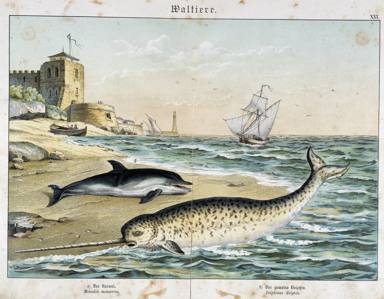Dauphin ja Narwhal (tai Narwhal), valas - kirjassa "" Natural Stories of Mammals"", toim. Schreiber tekijältä Unknown artist