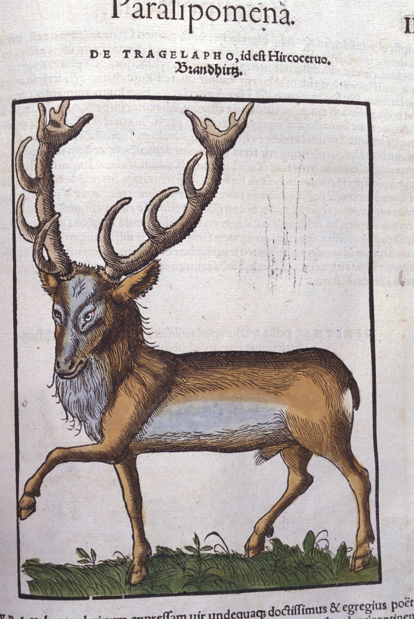 Hirvi Historia animaliumin jälkeen kirjoittanut Konrad Gesner, Tiguri tekijältä Unknown artist