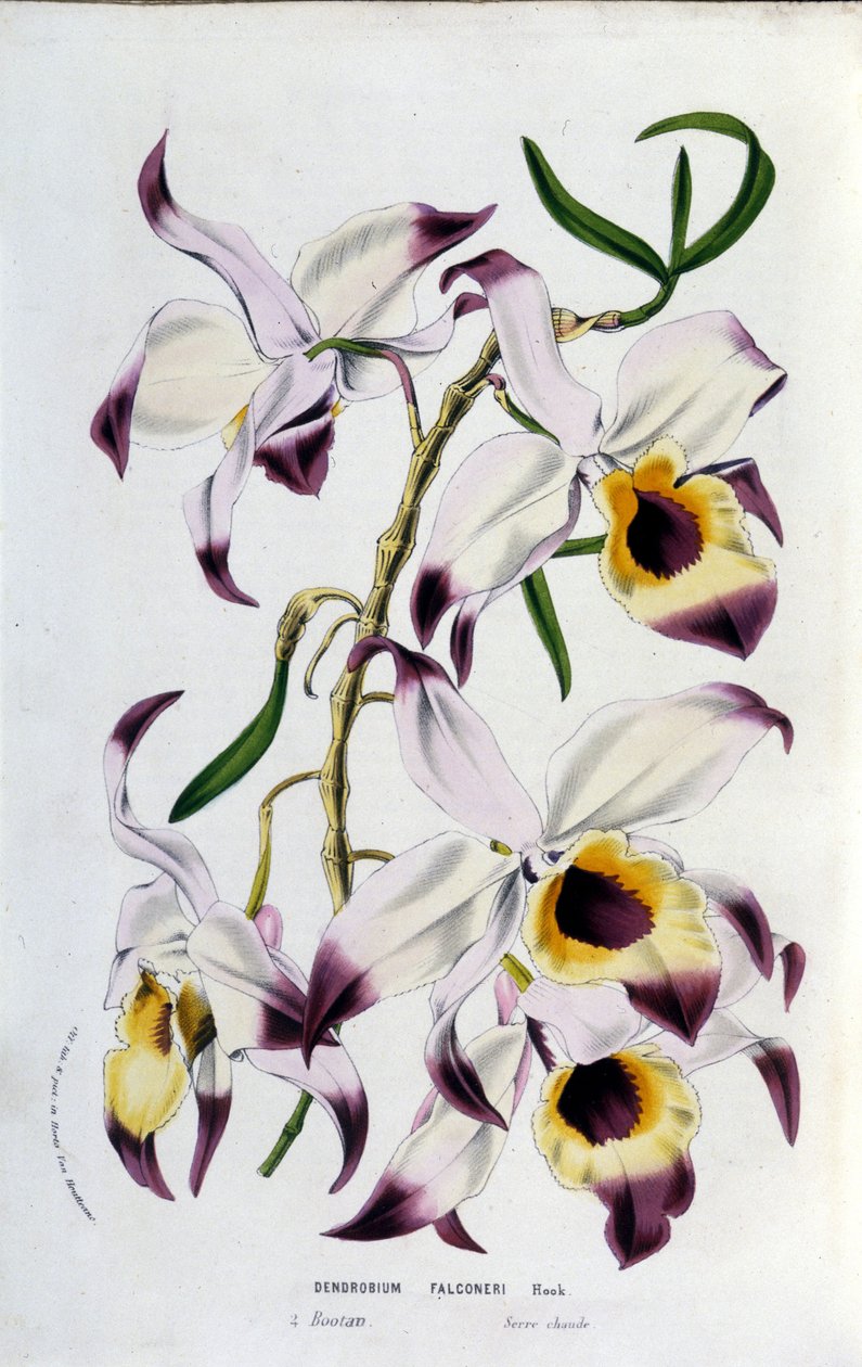 Dendrobium falconeri: orkideaperhe. tekijältä Unknown artist