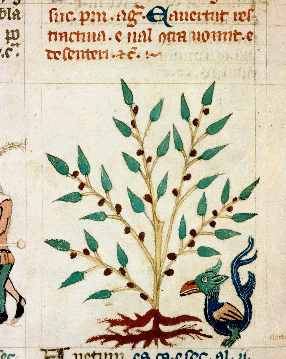 Kuvaus upeasta puusta ja eläimestä. Miniatyyri otettu provencelaisesta käsikirjoituksesta, jonka tyyppi on "" Dis des philosophes"" (MS Palat. 586) 1300-luvun Biblioteca Nazionale Florence tekijältä Unknown artist