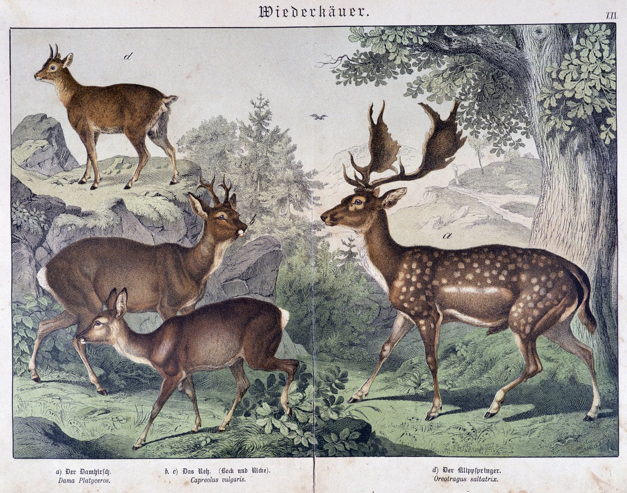 Diche, mokka - teoksessa "" Nisäkkäiden luonnonhistoria"", toim. Schreiber tekijältä Unknown artist