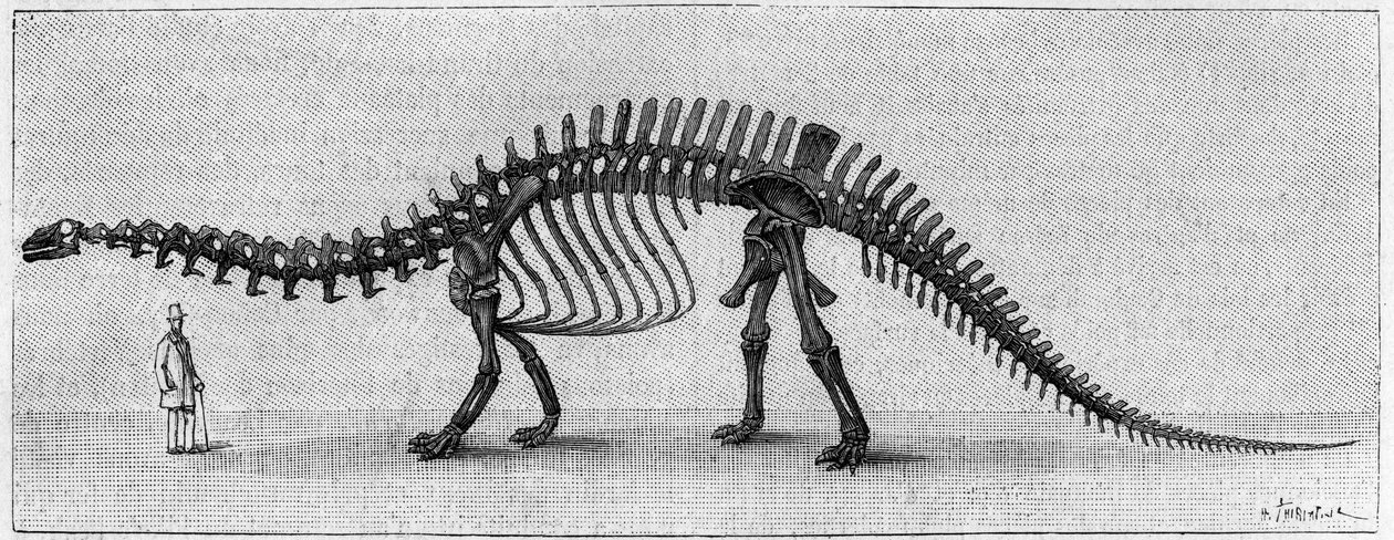 Dinosauruksen luuranko: "" Brontosaurus excelsus", maaliskuu. Kalliovuorten ylempi jura. Jäljennös piirroksesta, jonka herra March toimitti Albert Gaudrylle instituutista. Kaiverrus "" La Nature: revue des sciences et de leurs applications aux tekijältä Unknown artist