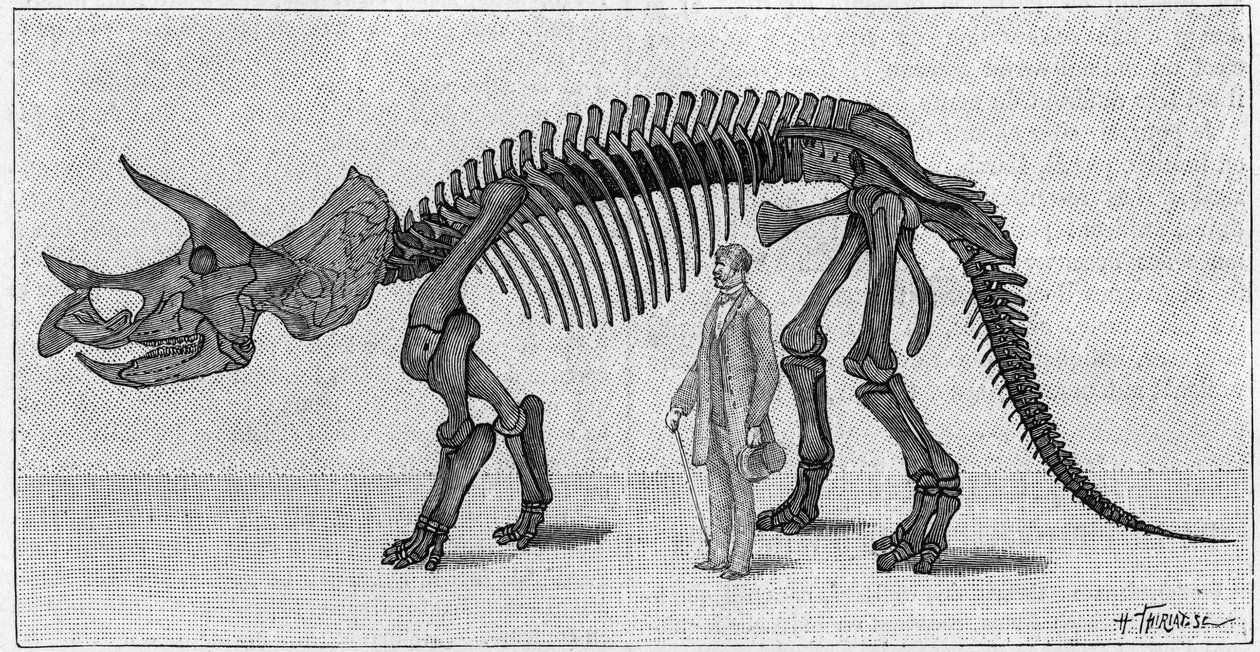 Dinosauruksen luuranko: "" Triceratops prorsus", maaliskuu. Kalliovuorten yläliitu. Jäljennös piirroksesta, jonka herra March toimitti Albert Gaudrylle instituutista. Kaiverrus "" La Nature: revue des sciences et de leurs applications aux ar tekijältä Unknown artist