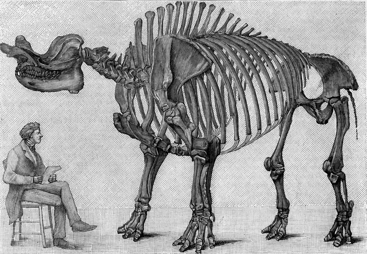 Dinosauruksen luuranko: "" Brontops robustus", maaliskuu. Kalliovuorten mioseeni. Jäljennös piirroksesta, jonka herra March toimitti Albert Gaudrylle instituutista. Kaiverrus "" La Nature: revue des sciences et de leurs applications aux arts et a tekijältä Unknown artist