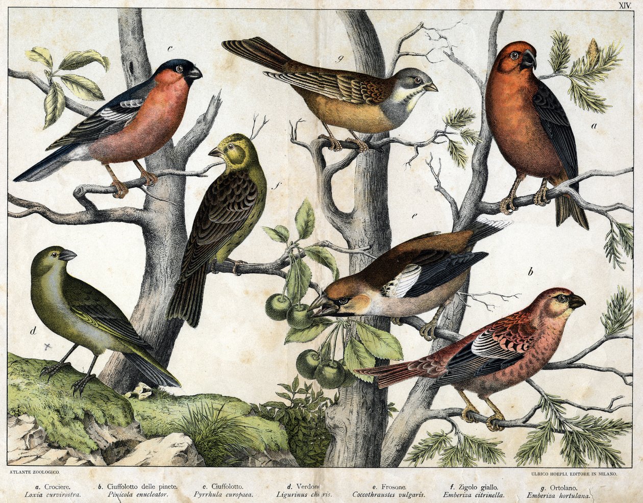 Diverses illustration of birds "History" natural birds". ed. Hoepli, Milano. tekijältä Unknown Artist