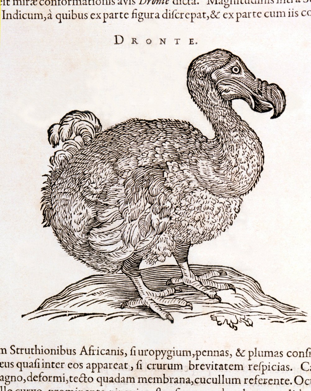 Dodo tai Dronte. Lintu katosi - William Pison teoksessa "Intian luonnollisista ja lääketieteellisistä asioista" Amsterdamissa tekijältä Unknown artist
