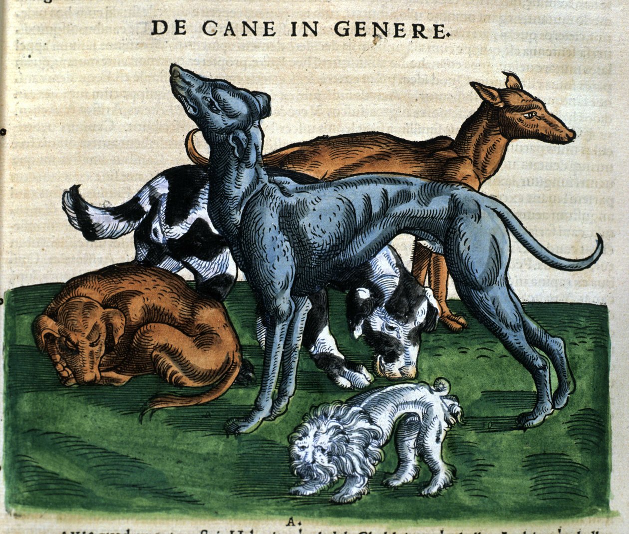 Koirat Historia Animaliumista, kirjoittanut Conrad Gesner, Tiguri 1560. Biblioteca Nazionale Braidense. Milano tekijältä Unknown artist