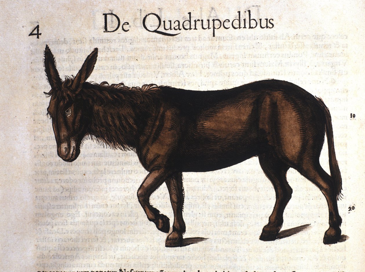Conrad Gesnerin aasi Historia Animaliumista, Tiguri 1560 tekijältä Unknown artist