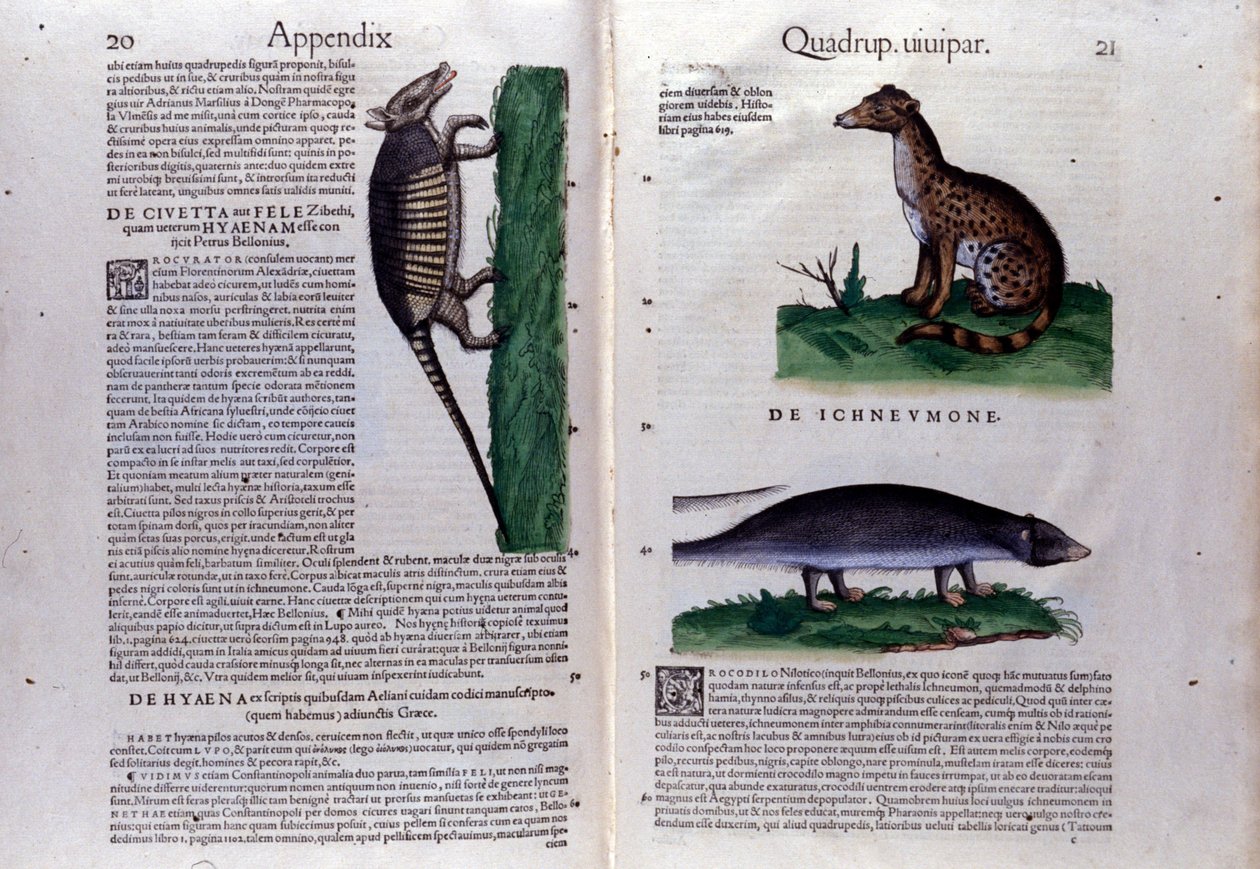 Historia Animaliumin kaksoissivu, kirjoittanut Conrad Gesner (1516 - 1565), Tiguri tekijältä Unknown artist