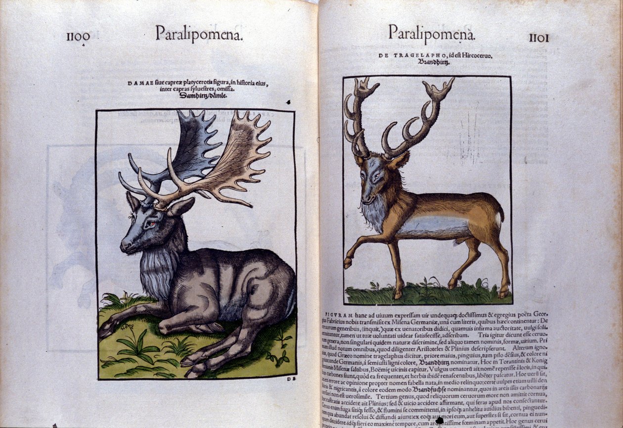 Kaksinkertainen hirvisivu Historia Animaliumissa, kirjoittanut Conrad Gesner (1516 - 1565), Tiguri tekijältä Unknown artist