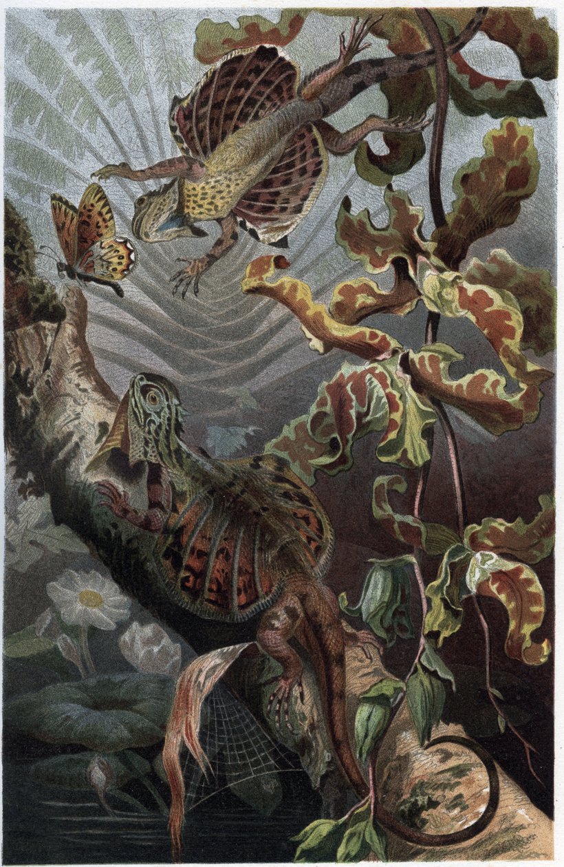 Draco volans, lajike puinen lezard - Draco (suku) (lentävät lohikäärmeet) - kaiverrus Alfred Edmund Brehmin (1829-1884) "" Brehmin elämästä eläinten elämästä" tekijältä Unknown artist