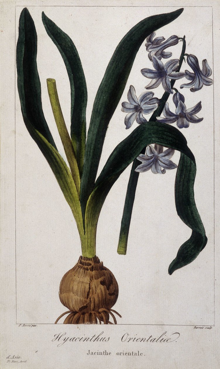 Itähyasintti (Hyacinthus Orientalia) Kasvitieteellinen lauta Aasian kasveista 1800-luvulta. tekijältä Unknown artist