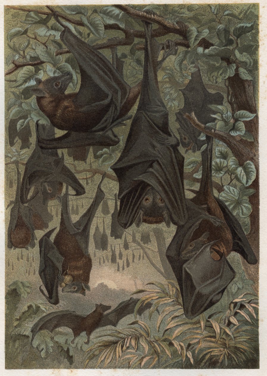 Egyptiläinen hedelmälepakko tai egyptiläinen rusetti (Rousettus aegyptiacus) - kaiverrus Alfred Edmund Brehmin (1829-1884) "" Brehmin elämästä eläinten elämästä" tekijältä Unknown artist