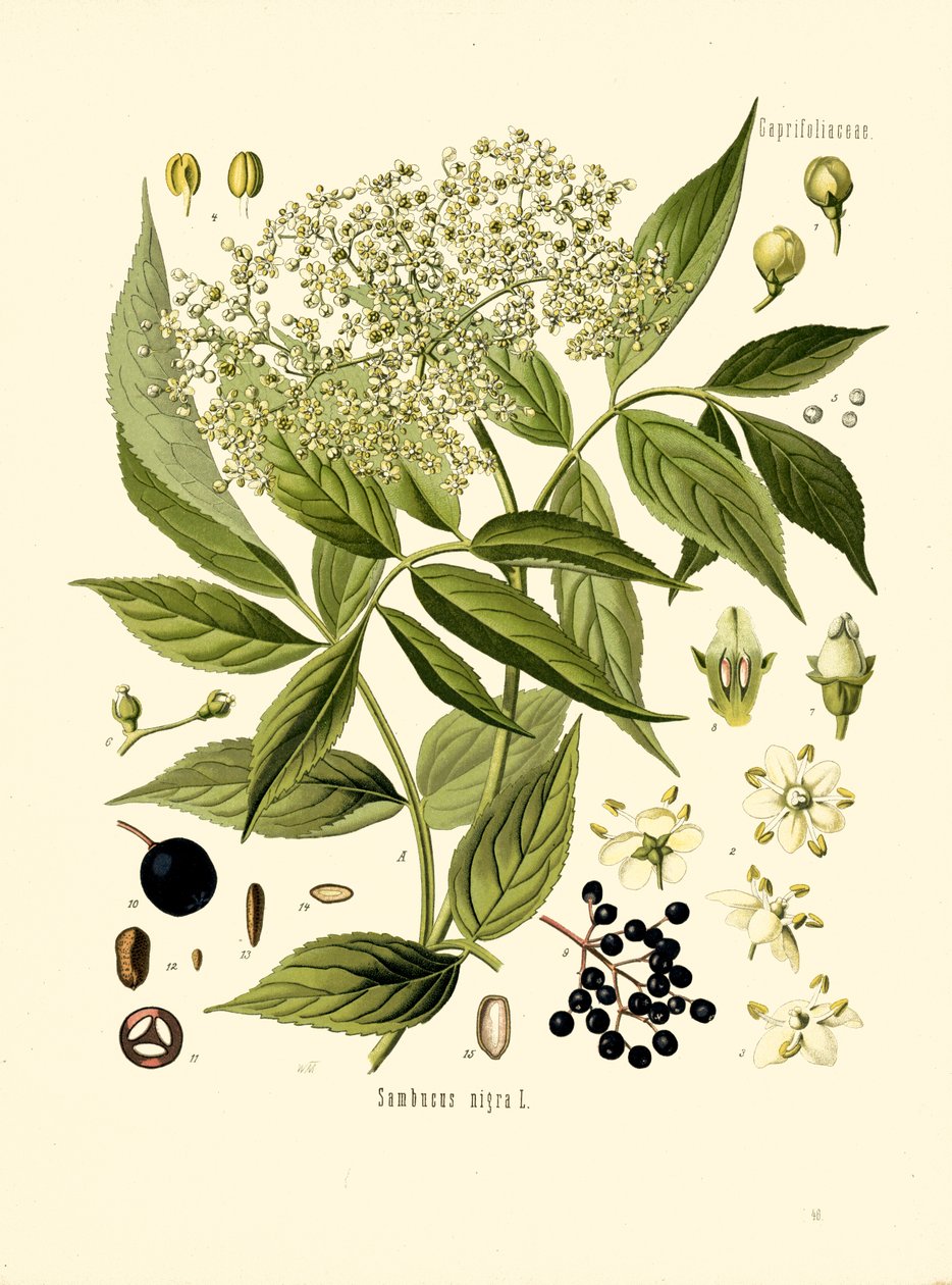 Elder Bore Tree (väri litho) tekijältä Unknown artist