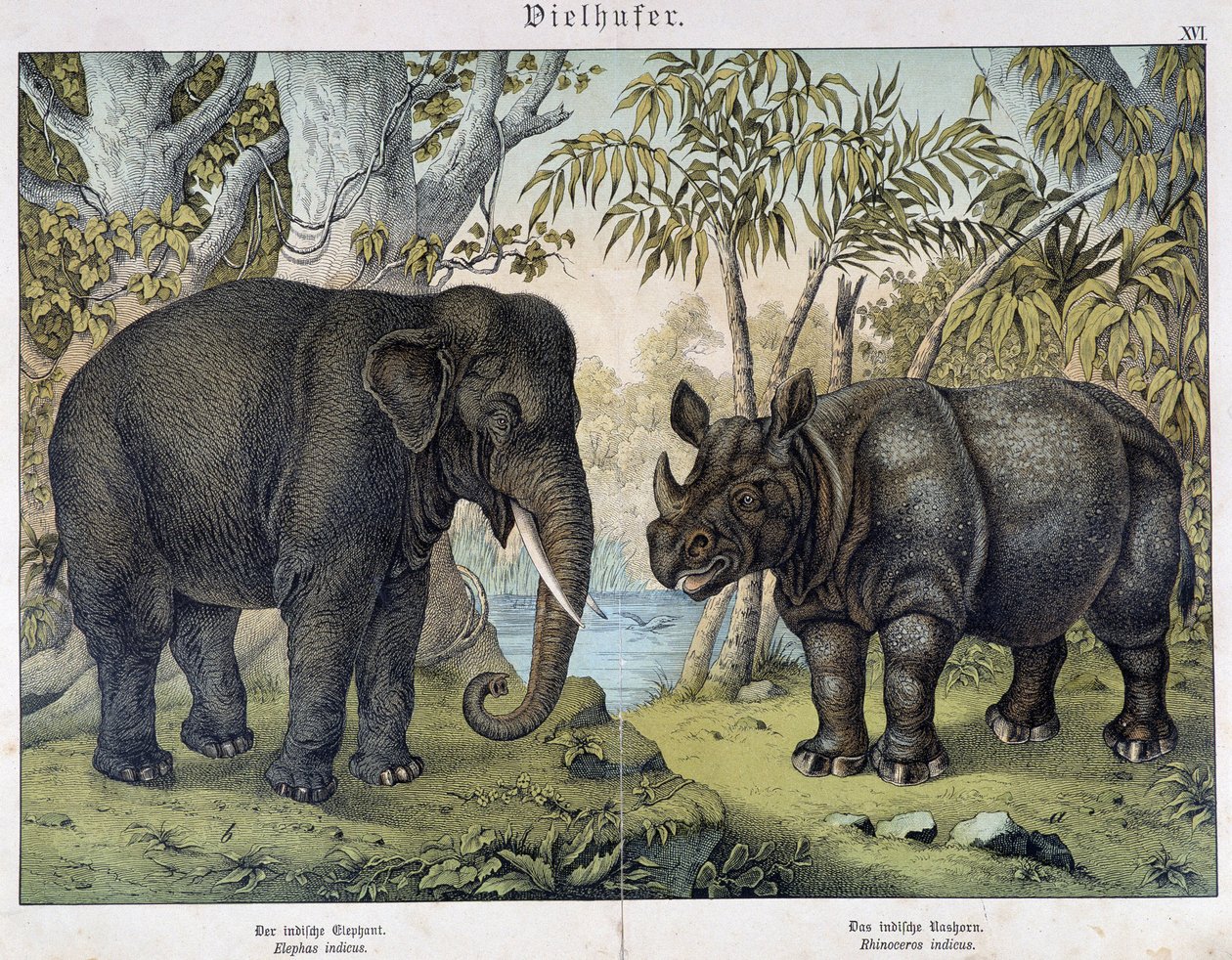 Elefantti ja sarvikuono - julkaisussa "Nisäkkäiden luonnonhistoria", toim. Schreiber, München tekijältä Unknown artist