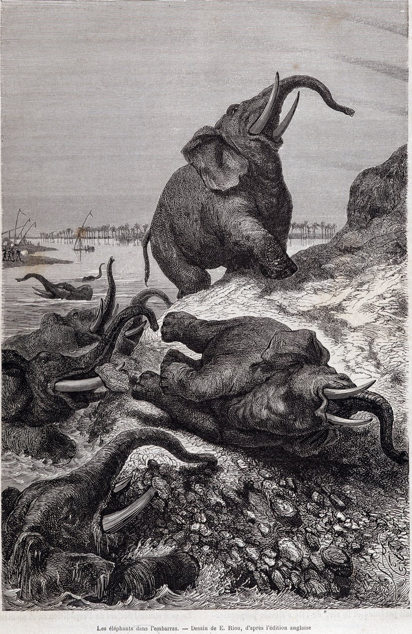 Norsuja kiipeämässä joen rantaa Sir Samuel White Bakerin teettämän Keski-Afrikkaan suuntautuvan tutkimusmatkan "Tour du monde" vuoksi tekijältä Unknown artist