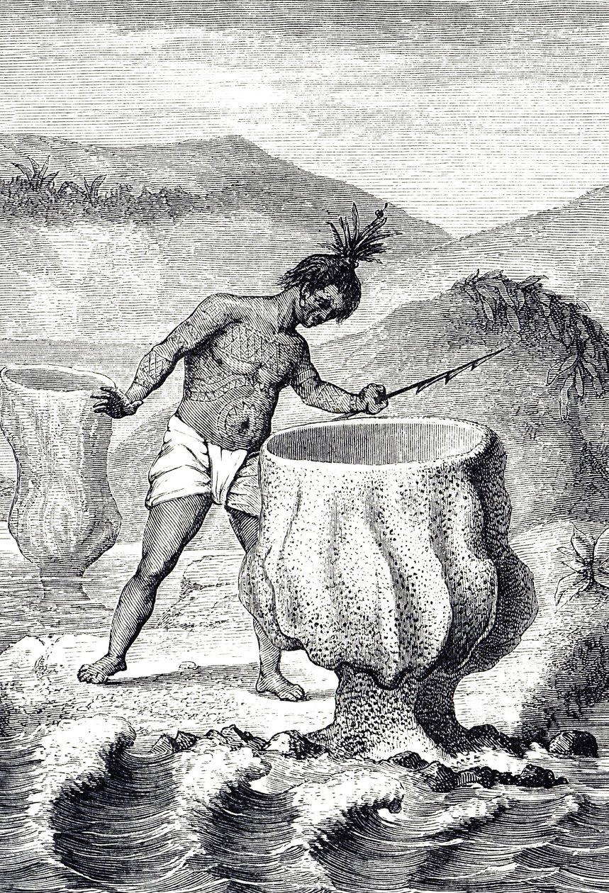 Kaiverrus, joka kuvaa erilaisia sieniä nimeltä Neptunuksen pikari (Thalassema Neptune) tekijältä Unknown artist