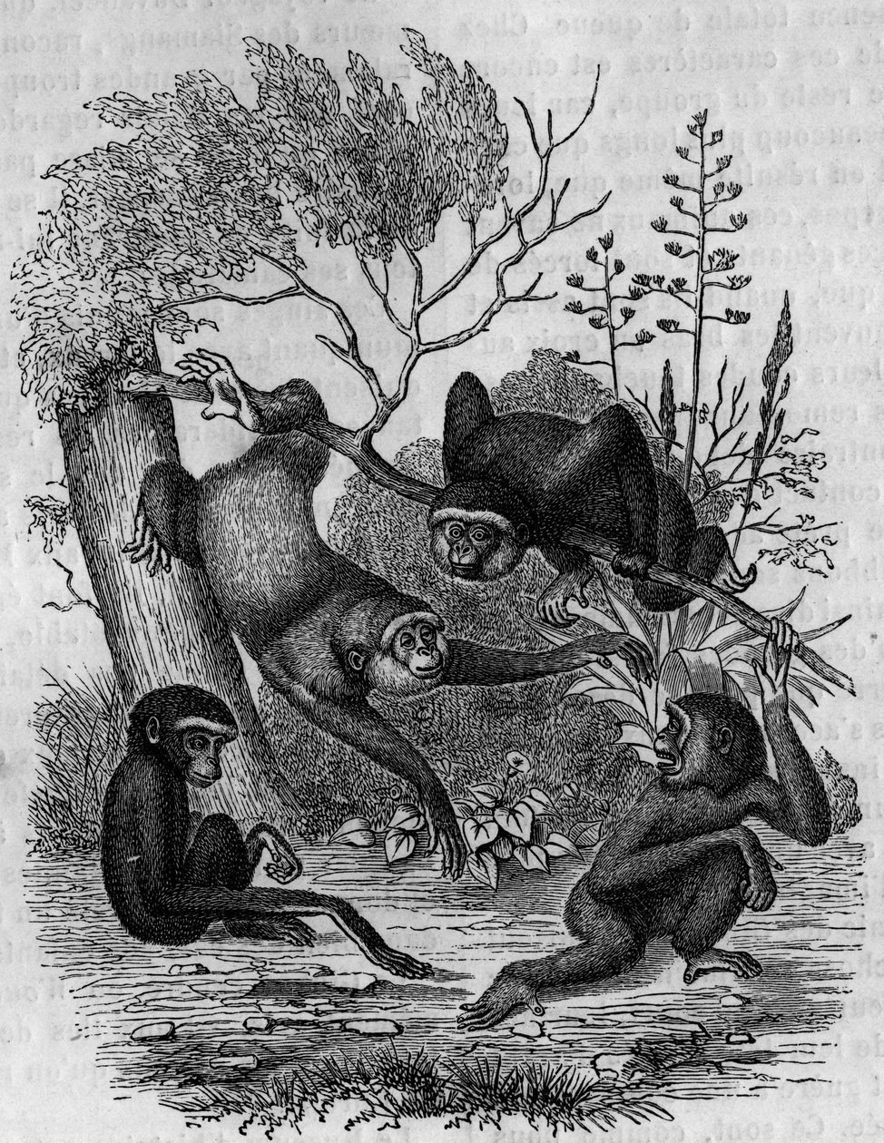 Kaiverrus, joka edustaa Intian Gibbons Hoolockia. tekijältä Unknown artist