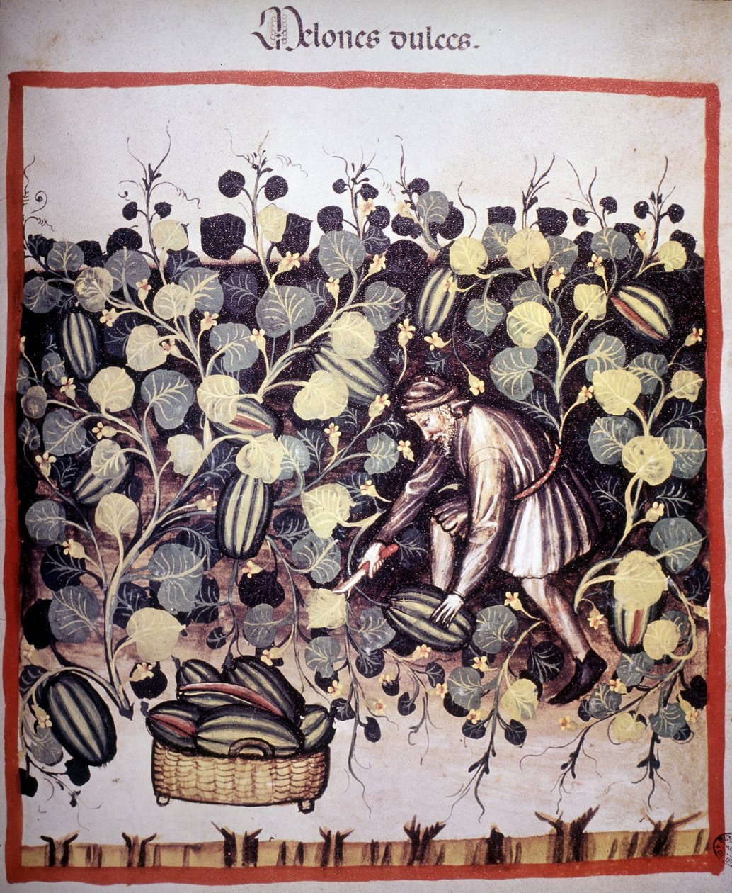 Kaiverrus, joka edustaa ”Tacuinum Sanitatisin” melonikokoelmaa. B.N, Wien. tekijältä Unknown artist