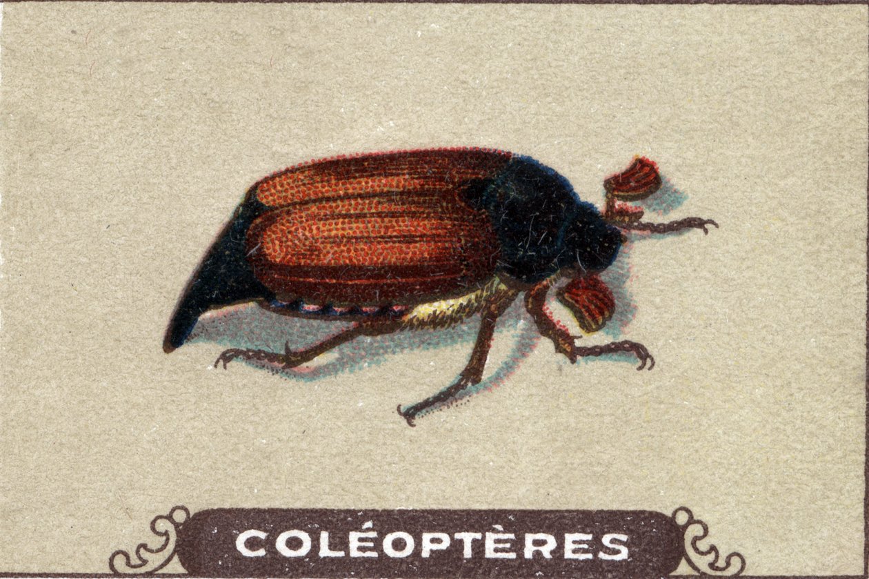 Entomologia: leikkurin kuva, hyönteissarja, 1900-luvun alku (kromo) tekijältä Unknown Artist