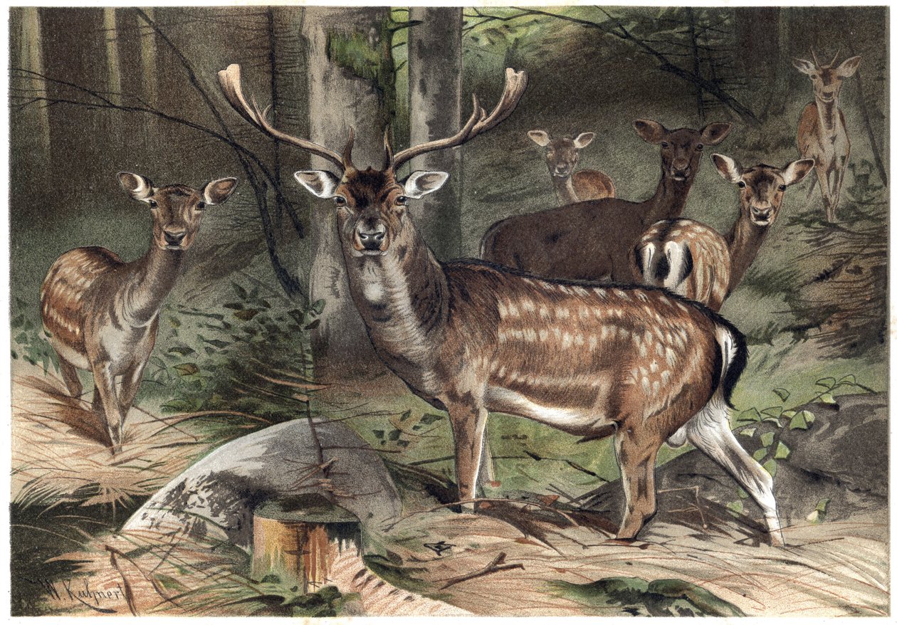 European Suede - kuusihirvi (Dama dama) - kaiverrus Alfred Edmund Brehmin (1829-1884) "" Brehmin elämästä eläinten elämästä" tekijältä Unknown artist
